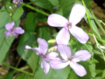 Hesperis matronalis